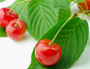 花桜桃 宗家 源吉兆庵
